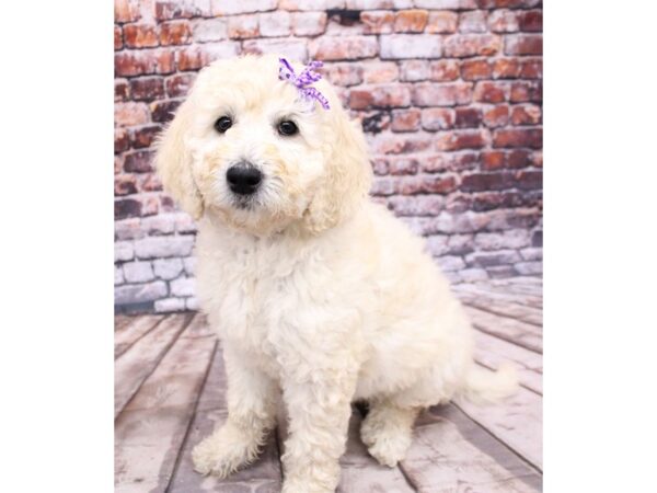 F1B Goldendoodle DOG Female Gold 16233 Petland Wichita, Kansas