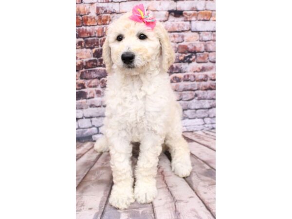 F1B Goldendoodle-DOG-Female-Apricot-16232-Petland Wichita, Kansas