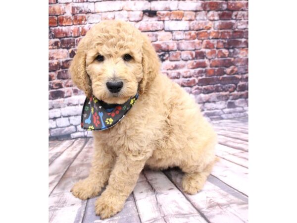 F1B Goldendoodle DOG Female Cream 16231 Petland Wichita, Kansas