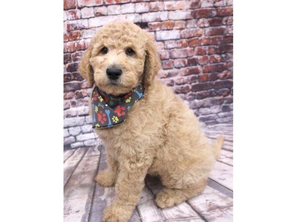 F1B Goldendoodle DOG Male Gold 16230 Petland Wichita, Kansas