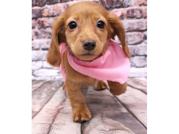 Miniature Dachshund DOG Female Long Hair - Red 16229 Petland Wichita, Kansas