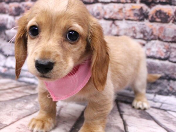 Miniature Dachshund DOG Female Long Hair - Isabella Cream 16228 Petland Wichita, Kansas