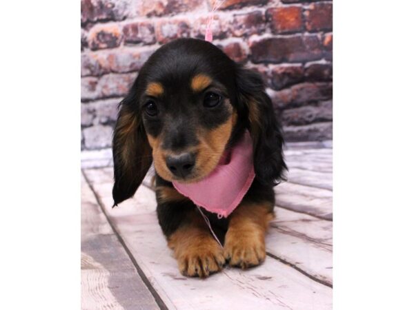 Miniature Dachshund DOG Female Long Hair - Black & Tan 16227 Petland Wichita, Kansas