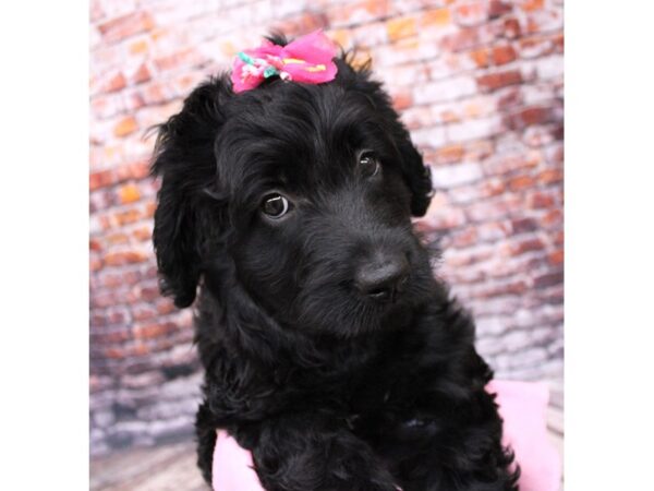 Labradoodle DOG Female Black 16226 Petland Wichita, Kansas