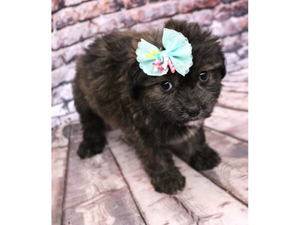 Cavapompoo DOG Female Black Brindle 16225 Petland Wichita, Kansas