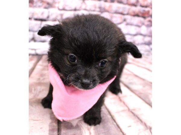 Cavapompoo-DOG-Female-Brindle and White-16224-Petland Wichita, Kansas