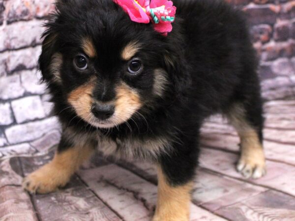 Cavapompoo DOG Female Black & Tan 16223 Petland Wichita, Kansas