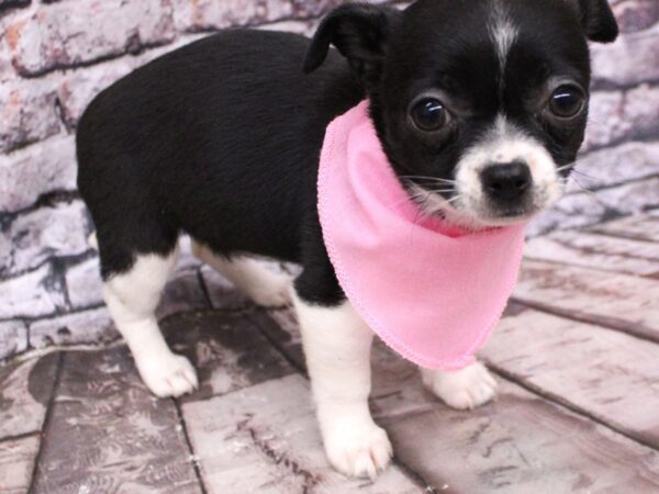 Chihuahua DOG Female Black & White 16222 Petland Wichita, Kansas