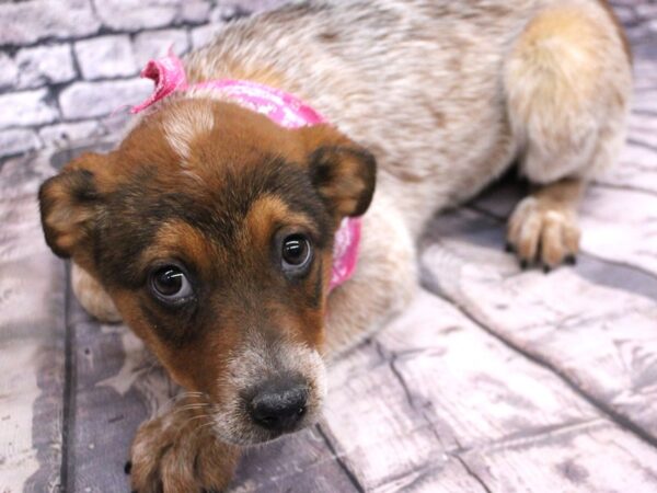 Australian Cattle Dog-DOG-Female-Red Heeler-16221-Petland Wichita, Kansas