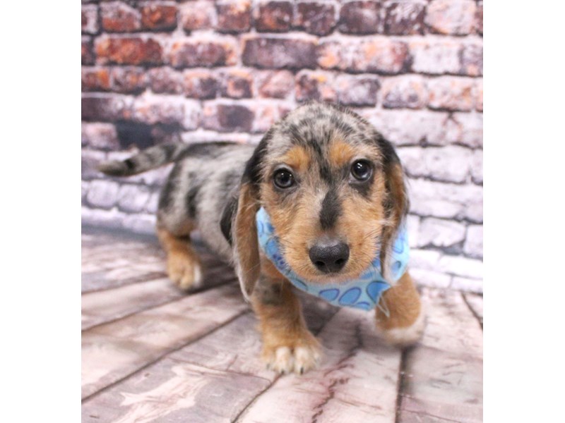 Dapple wire haired dachshund outlet