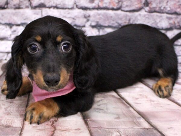 Miniature Dachshund DOG Female Long Hair - Black and Tan 16219 Petland Wichita, Kansas