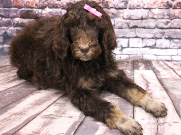 Standard Poodle DOG Female Phantom Chocolate 16264 Petland Wichita, Kansas