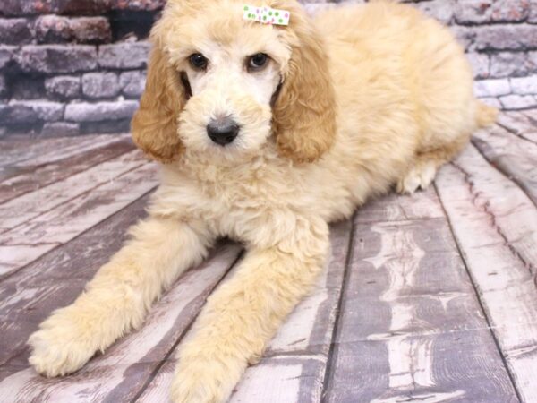 Standard Poodle DOG Female Apricot 16263 Petland Wichita, Kansas