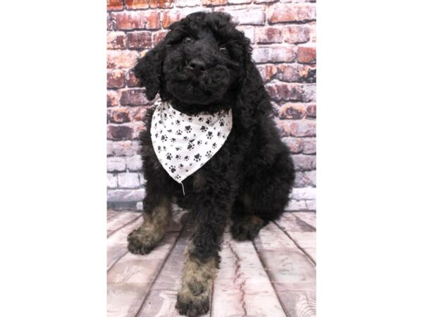 Standard Poodle DOG Male Phantom Black 16261 Petland Wichita, Kansas