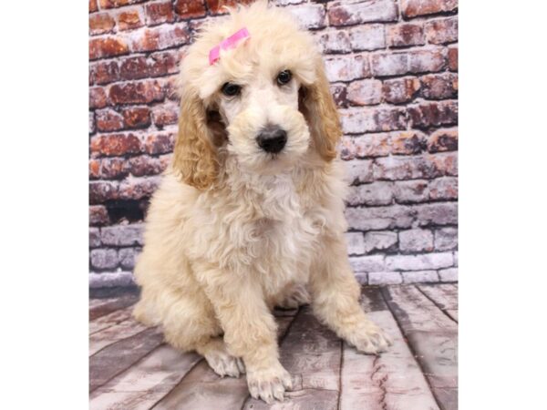 Standard Poodle-DOG-Male-Apricot-16260-Petland Wichita, Kansas