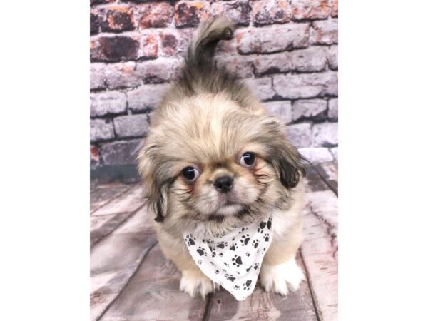 Pekingese DOG Male Fawn 16259 Petland Wichita, Kansas