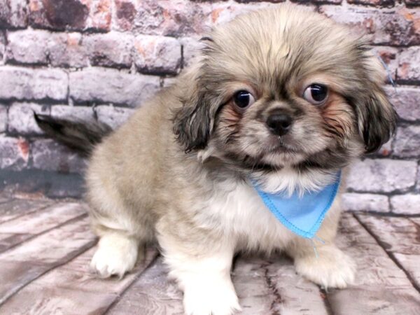 Pekingese DOG Male Light Sable 16258 Petland Wichita, Kansas