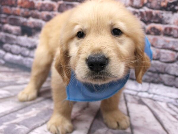 Golden Retriever-DOG-Male-Golden-16256-Petland Wichita, Kansas