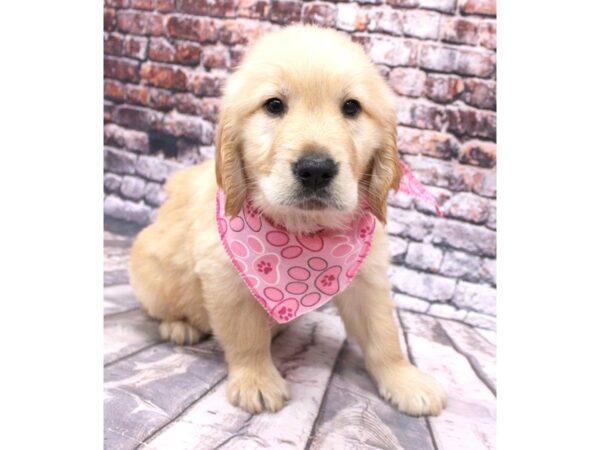 Golden Retriever DOG Female Golden 16255 Petland Wichita, Kansas