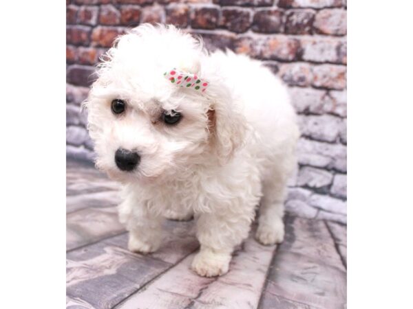 Bichon Frise DOG Female White 16254 Petland Wichita, Kansas