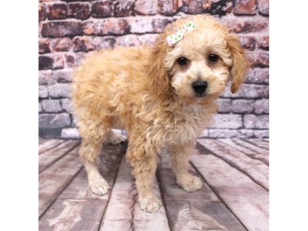 Miniature Poodle DOG Female Gold 16253 Petland Wichita, Kansas