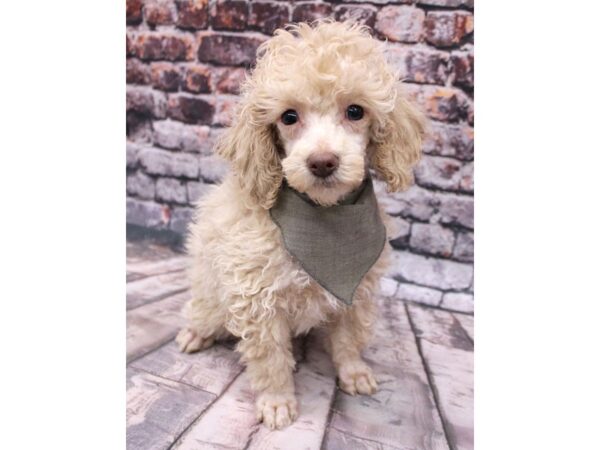 Miniature Poodle-DOG-Male-Champagne - Right Eye Half Blue-16252-Petland Wichita, Kansas