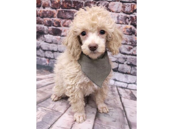 Miniature Poodle DOG Male Champagne - Right Eye Half Blue 16252 Petland Wichita, Kansas