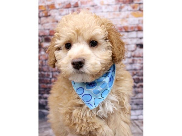 Miniature Poodle DOG Male Gold 16242 Petland Wichita, Kansas