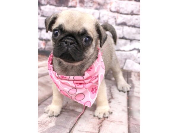 Pug-DOG-Female-Fawn-16266-Petland Wichita, Kansas
