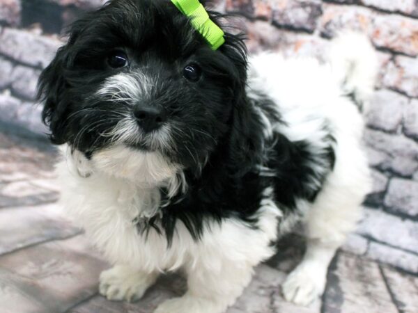 Coton De Tulear DOG Female Black & White 16265 Petland Wichita, Kansas