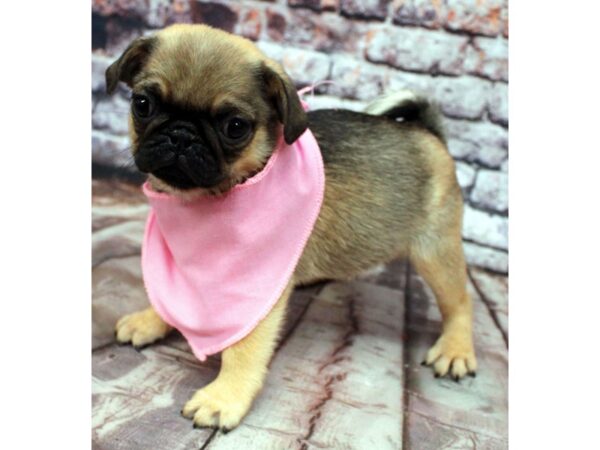 Pug DOG Female Apricot 16267 Petland Wichita, Kansas