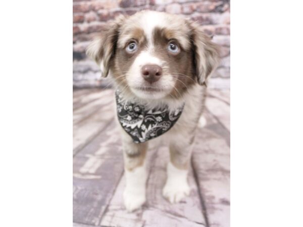 Miniature Australian Shepherd DOG Male Red Merle 16279 Petland Wichita, Kansas