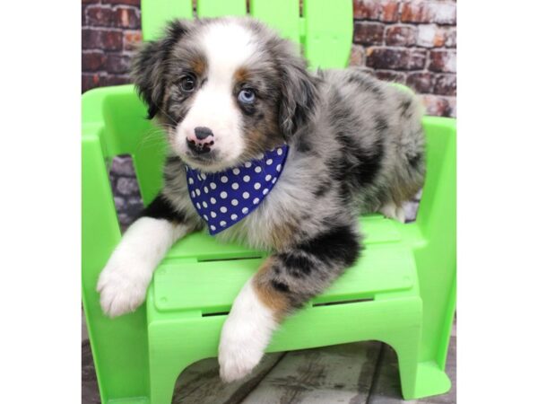 Miniature Australian Shepherd DOG Male Blue Merle 16278 Petland Wichita, Kansas