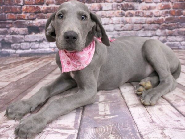 Great Dane DOG Female Blue 16277 Petland Wichita, Kansas