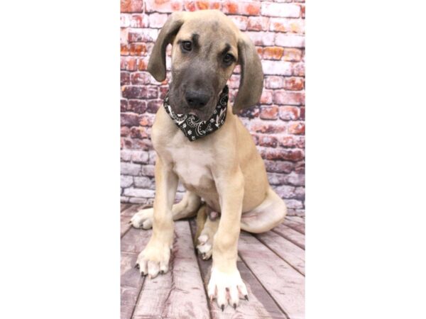 Great Dane DOG Male Fawn 16275 Petland Wichita, Kansas