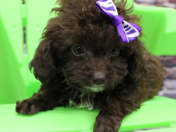 Toy ShihPoo DOG Female Chocolate 16274 Petland Wichita, Kansas