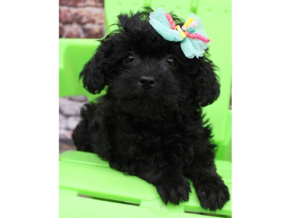 Toy Morkie Poo DOG Female Black 16268 Petland Wichita, Kansas