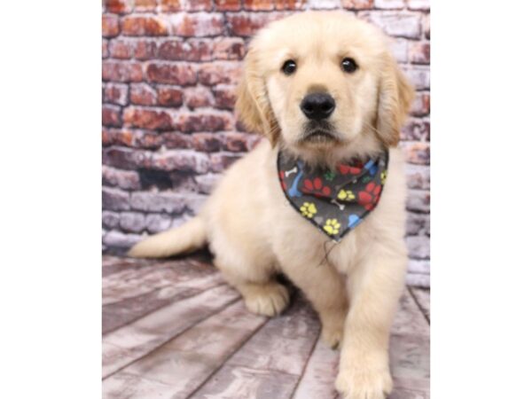 Golden Retriever-DOG-Male-Golden-16257-Petland Wichita, Kansas