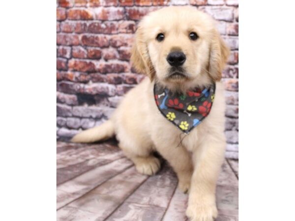 Golden Retriever DOG Male Golden 16257 Petland Wichita, Kansas