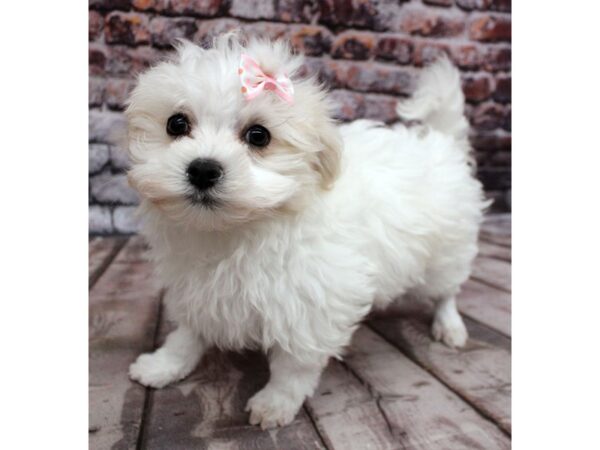 Maltese-DOG-Female-White-16302-Petland Wichita, Kansas