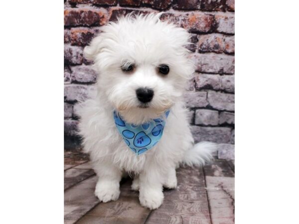 Maltese-DOG-Male-White-16301-Petland Wichita, Kansas