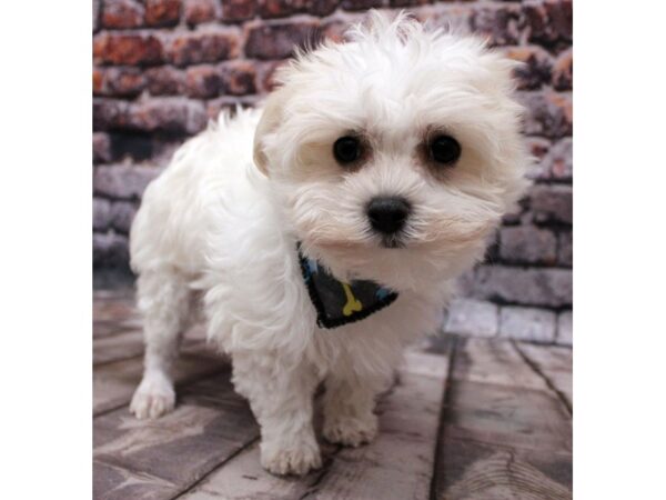 Maltese DOG Male White 16300 Petland Wichita, Kansas