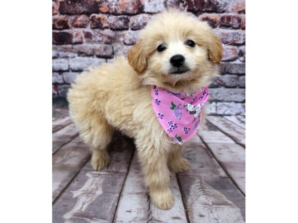 Mini EskiPoo-DOG-Female-Apricot-16299-Petland Wichita, Kansas