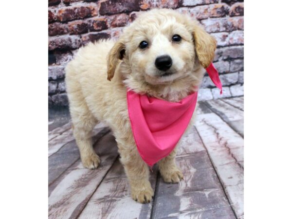 Mini EskiPoo-DOG-Female-Apricot-16298-Petland Wichita, Kansas