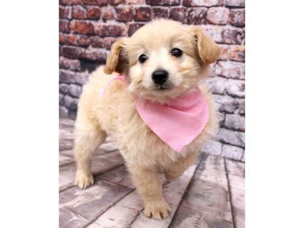 Mini EskiPoo DOG Female Apricot 16297 Petland Wichita, Kansas