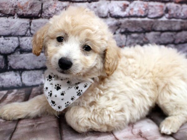 Mini EskiPoo-DOG-Male-Apricot-16296-Petland Wichita, Kansas