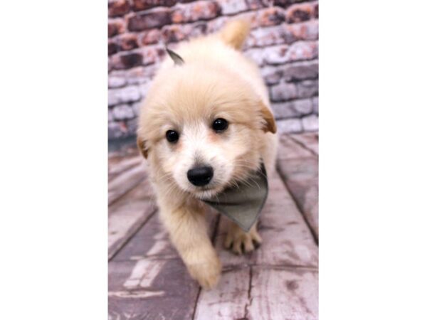 Mini EskiPoo-DOG-Male-Apricot-16294-Petland Wichita, Kansas