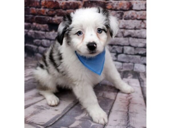 Miniature Australian Shepherd DOG Male Merle 16293 Petland Wichita, Kansas