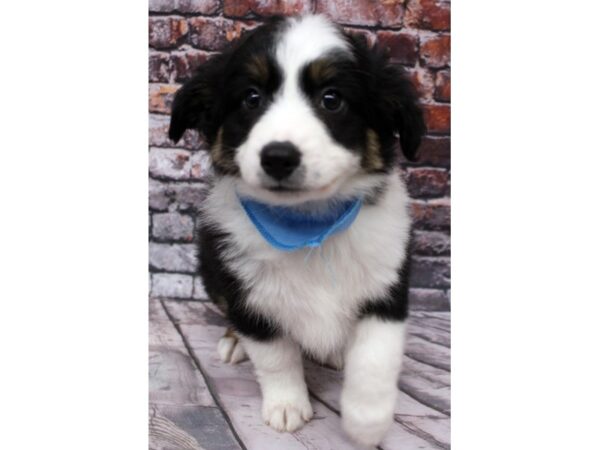 Miniature Australian Shepherd-DOG-Male-Tri-16292-Petland Wichita, Kansas
