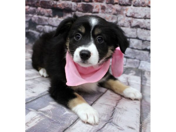 Miniature Australian Shepherd DOG Female Tri 16291 Petland Wichita, Kansas